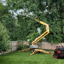 Best Root Management and Removal  in Shrub Oak, NY