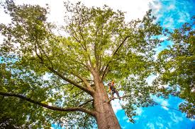 Best Tree Trimming and Pruning  in Shrub Oak, NY