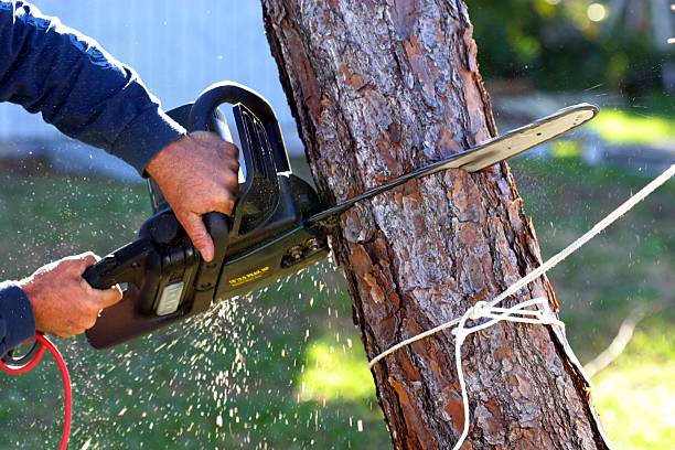 Best Grass Overseeding  in Shrub Oak, NY