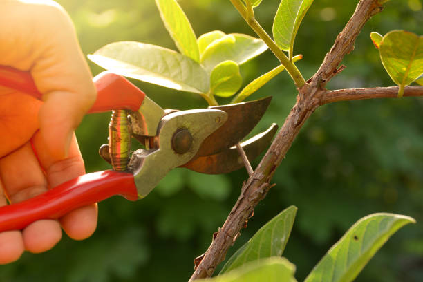 Best Lawn Pest Prevention  in Shrub Oak, NY